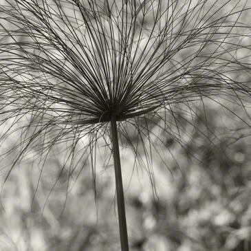 Papyrus, Palladium © Etienne Pierart